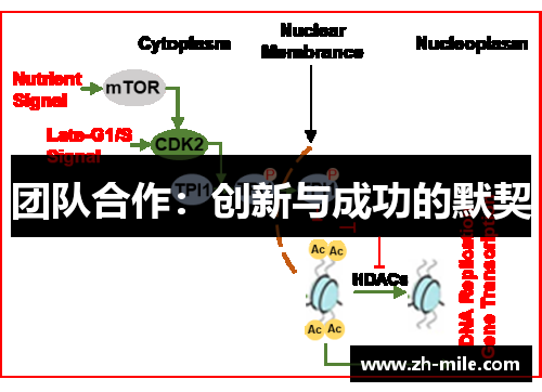 团队合作:创新与成功的默契 团队合作:创新与成功的默契